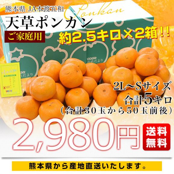 熊本県から産地直送 JA本渡五和 天草ポンカン ご家庭用 2LからSサイズ