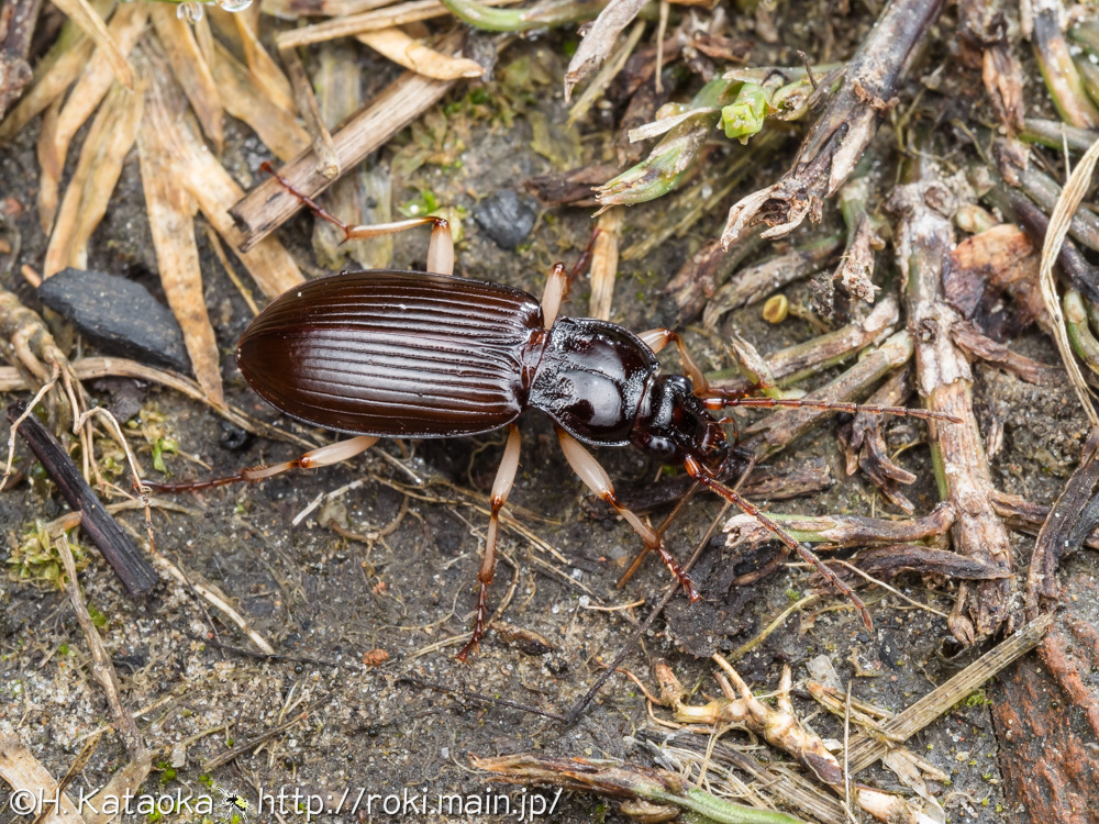 キアシヌレチゴミムシ
