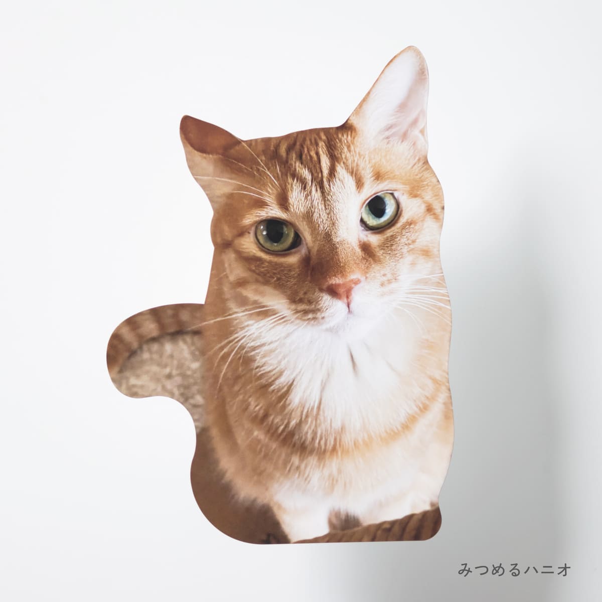 Yurigoro Kingdom ポストカード | 石田ゆり子さんが一緒に暮らすもの