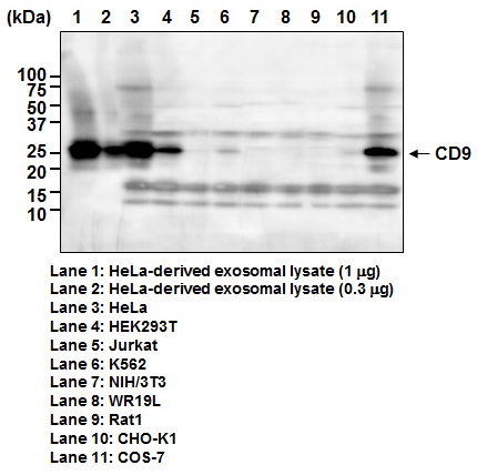 Anti-CD9 mAb（Monoclonal, A100-4） | 抗体 | MBLライフサイエンス