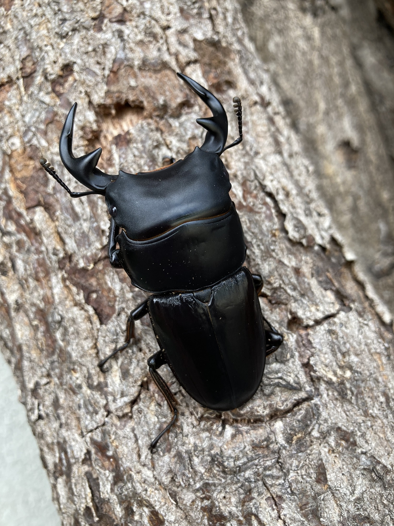 グランディスオオクワガタペア-1 | RTN Online