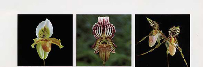 原種ラン図鑑 Species Orchidacearum 原種ラン図鑑 Species