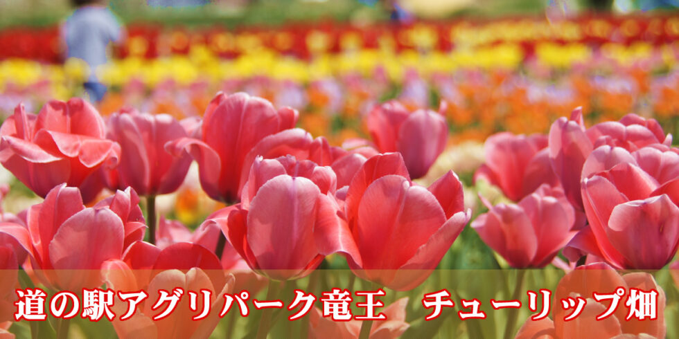 アグリパーク竜王チューリップ畑オーナー2022 | 竜王町観光協会竜王町