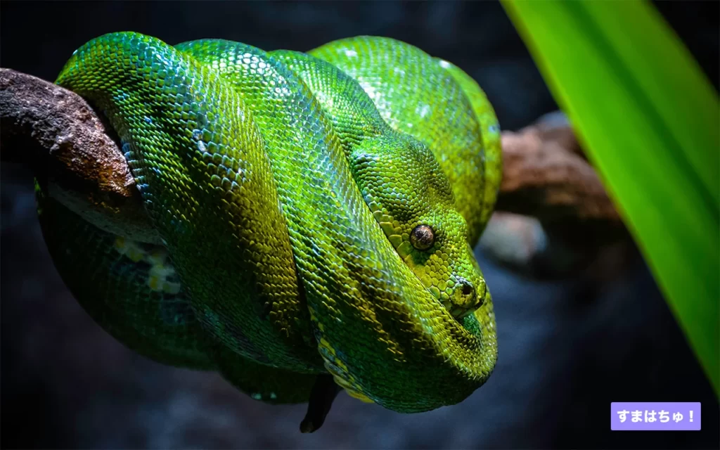 グリーンパイソンとは？おすすめのケージなど飼育用品を紹介 – へびマガ