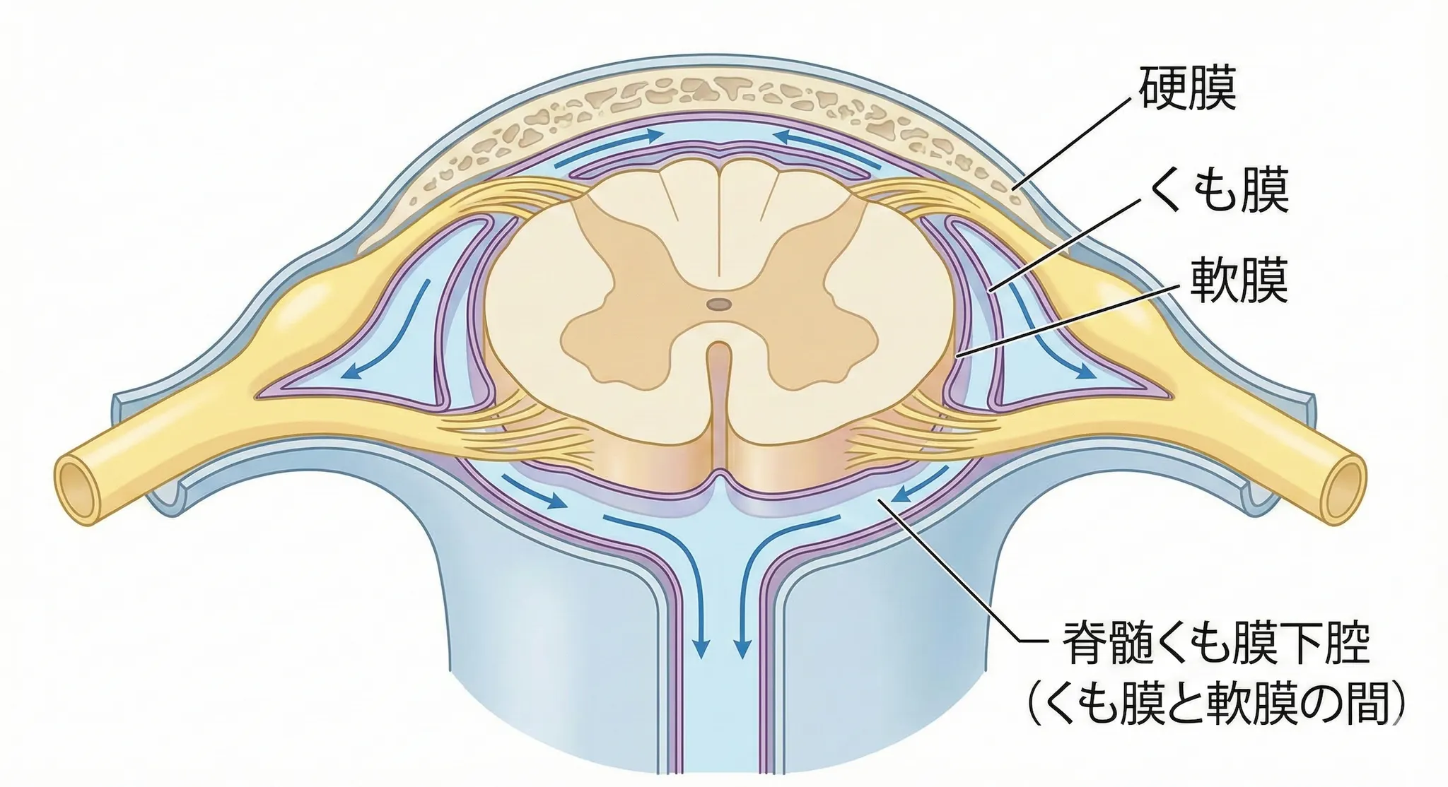 脊髄くも膜下腔とは