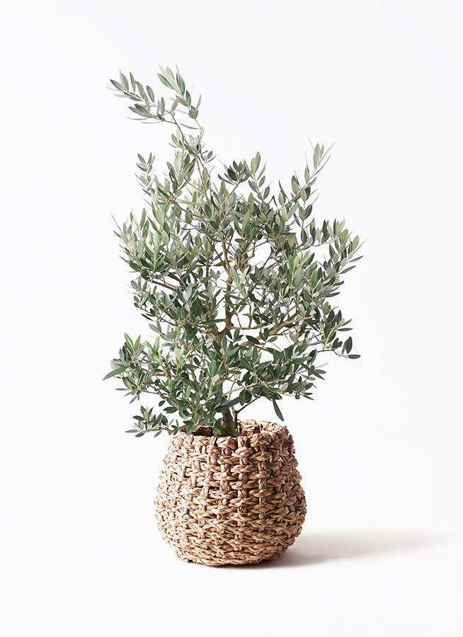 観葉植物 オリーブの木 8号 ピクアル プラスチック鉢 | 観葉植物なら