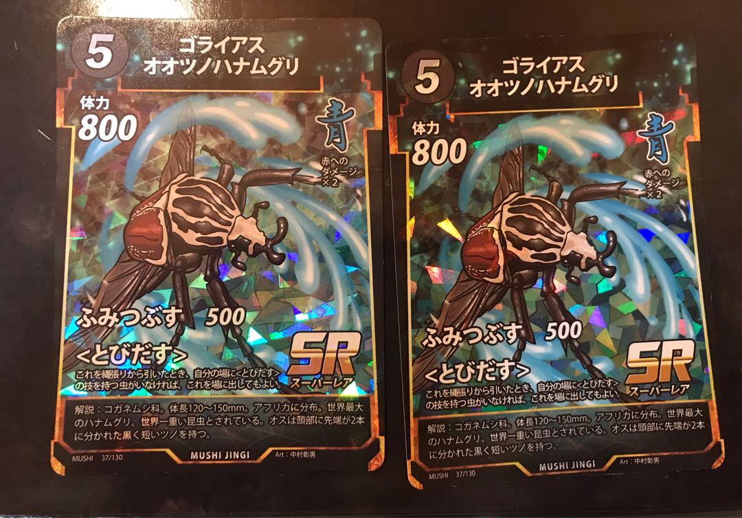 昆虫標本 ゴライアスオオツノハナムグリ 2頭 M6,7 【公式通販】