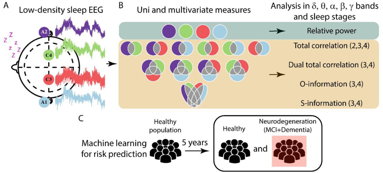 Brain waves measured during sleep predict cognitive impairment
