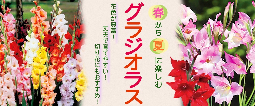春から夏に楽しむグラジオラス 花色が豊富！ 丈夫で育てやすい