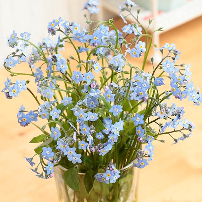 春待ち（R）苗 わすれな草｜種（タネ）,球根,苗,資材,ガーデニング