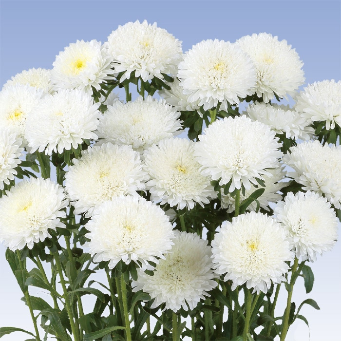 アスター あずみXL ホワイト｜種（タネ）,球根,苗,資材,ガーデニング