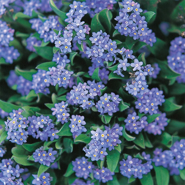 わすれな草 ドワーフ ブルー｜種（タネ）,球根,苗,資材,ガーデニング