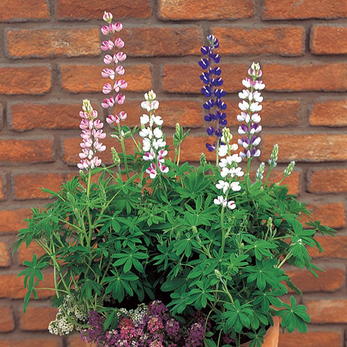 ルピナス ピクシーデライト ミックス｜種（タネ）,球根,苗,資材