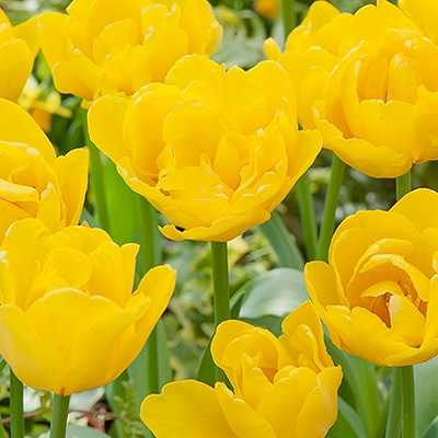 カラーパレット(R) チューリップ 八重咲き リムジン｜種（タネ）,球根