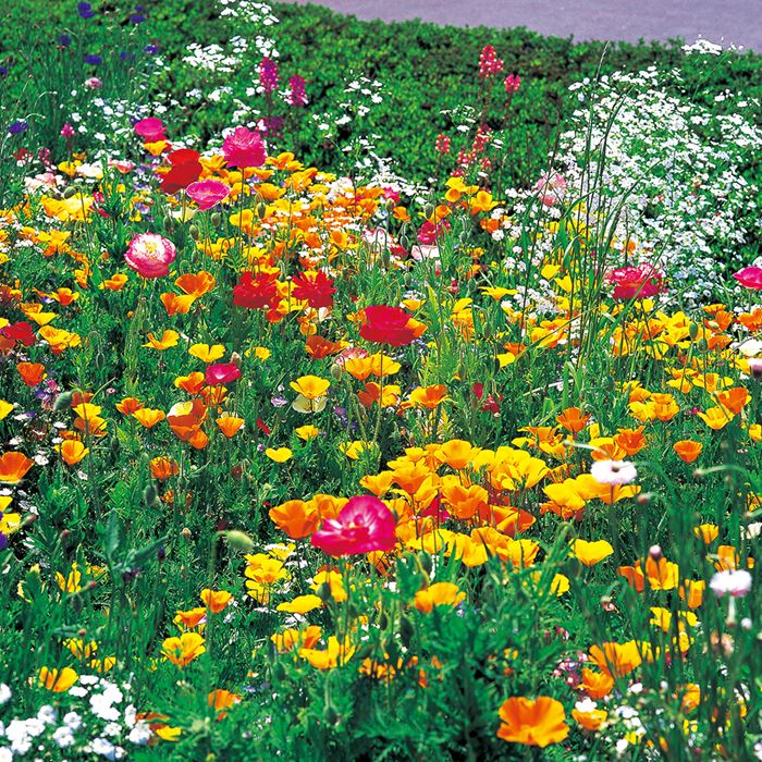 参考品 自宅庭に咲いた花達！ 参考品 自宅庭に咲いた花達！ 参考品