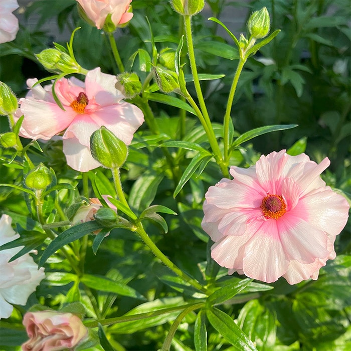 ラナンキュラス ラックス 春色カラー3種セット｜種（タネ）,球根,苗