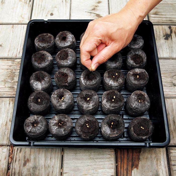 ジフィーセブン42mm＋ジフィーハーフトレー（マットなし）セット｜種