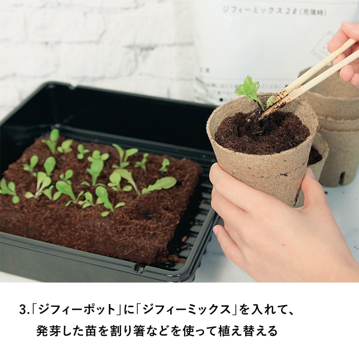 タネからはじめる かんたん苗づくりキット｜種（タネ）,球根,苗,資材