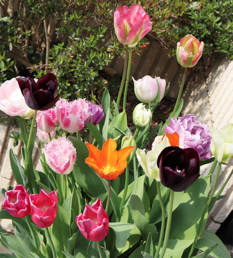 初心者でも迷わない！チューリップの育て方と選び方｜種（タネ）,球根