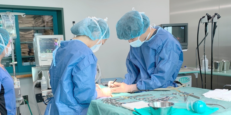 手術専門動物病院｜動物手術センター | 犬、猫、うさぎ、ハムスター