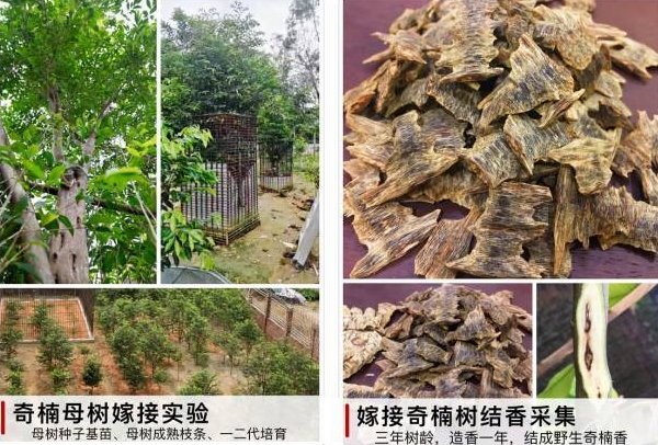人工軟質沈香 ビックリな栽培伽羅 | 茶の穂 香木と本気の茶