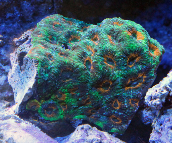 サンゴ≪r3≫海水魚ショップシーポニー