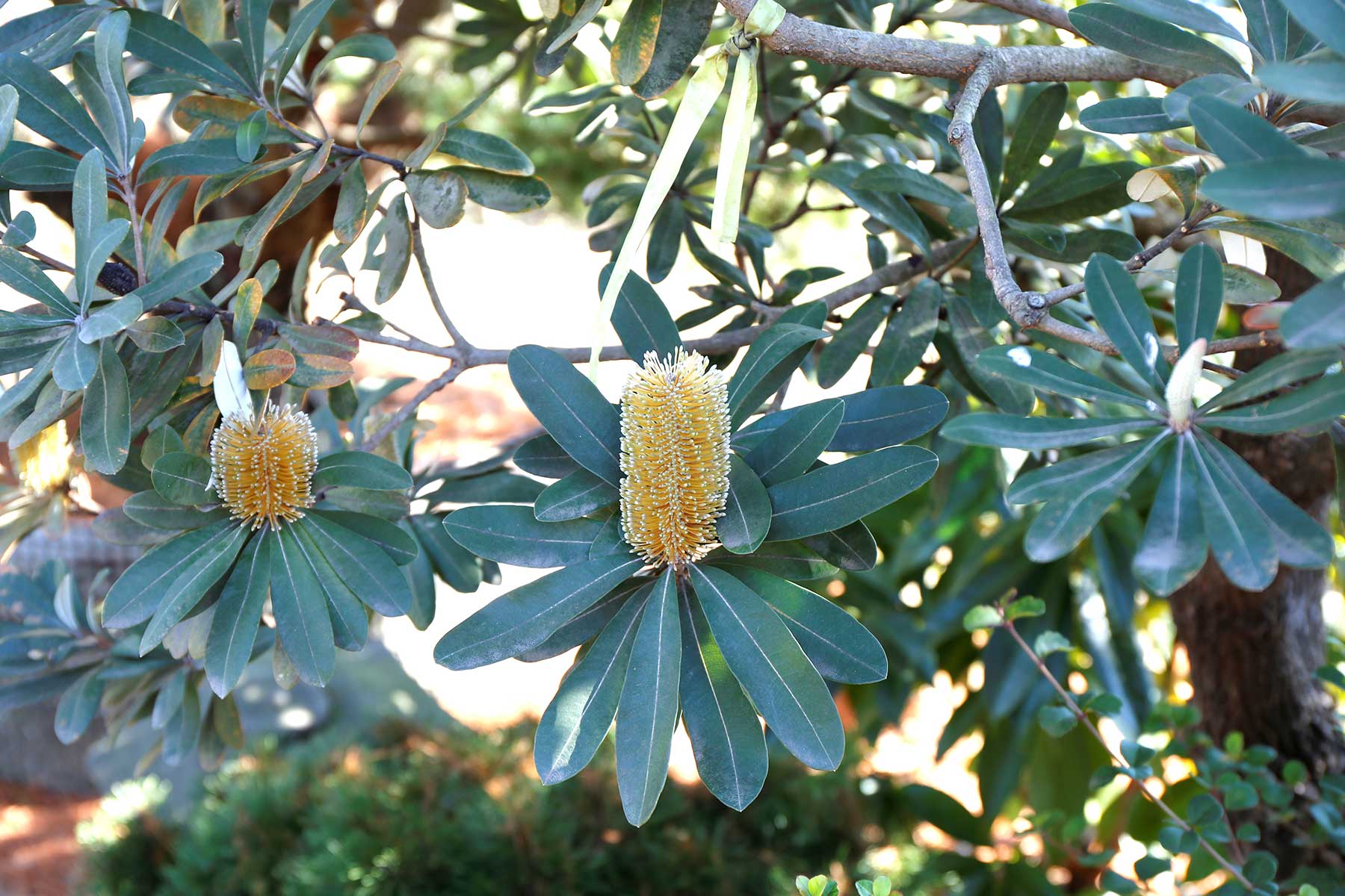 バンクシアの特徴・実用例・通販 – Seeding