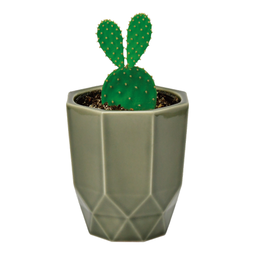 HACHI KAKU CACTUS - 聖新陶芸株式会社｜栽培キットの企画・製造・販売