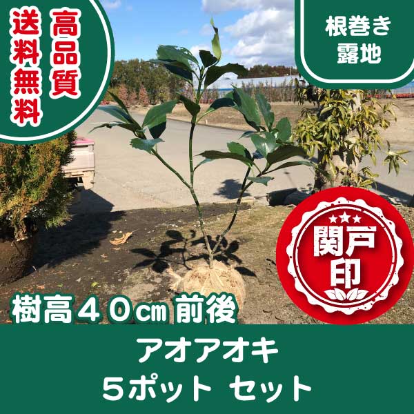 アオキ | 関戸園芸