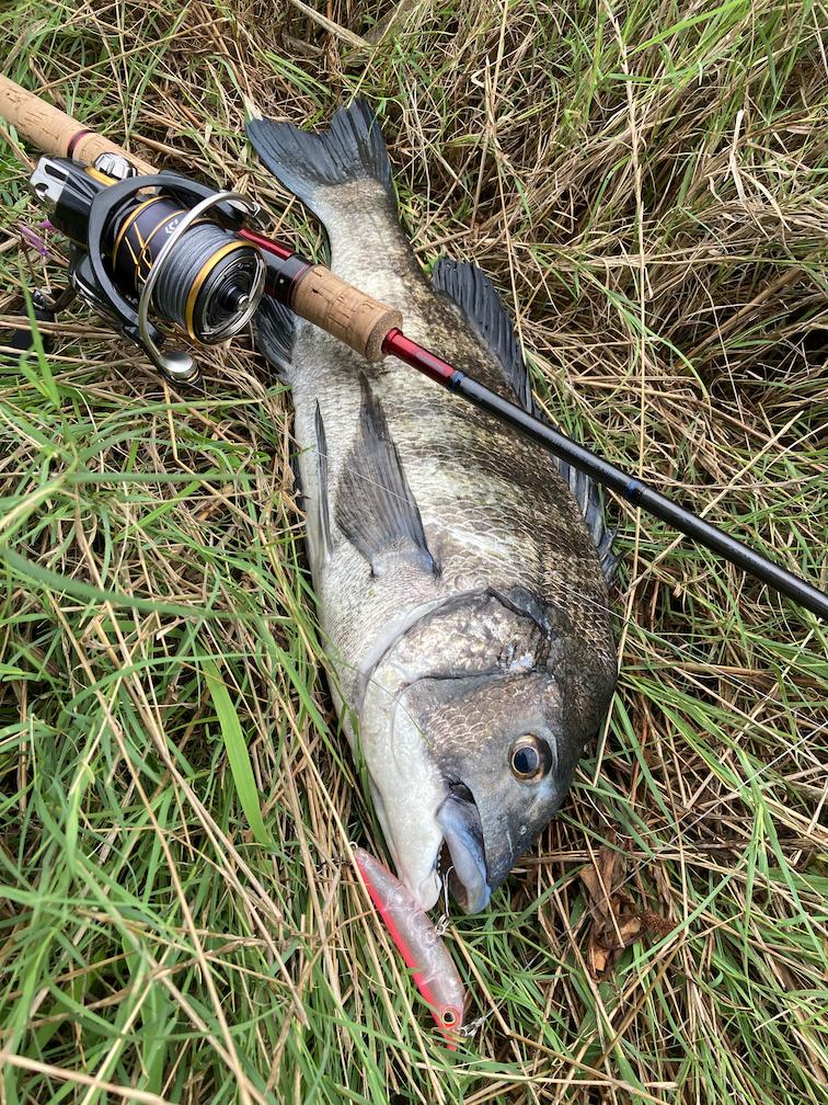 丁度いい5ピース Scorpion 2651-R5 インプレ | Sinya Tyoukou.com