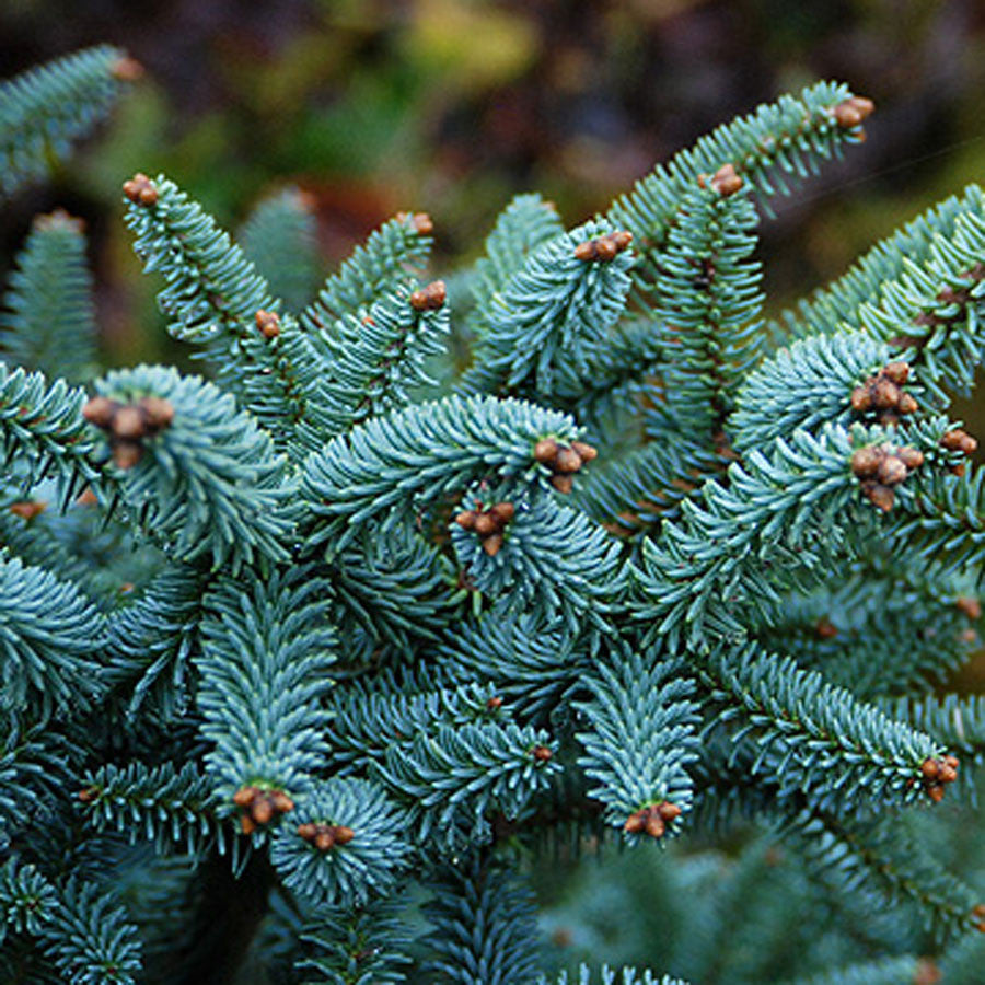 Abies pinsapo 'Horstmann' – Singing Tree Gardens Nursery