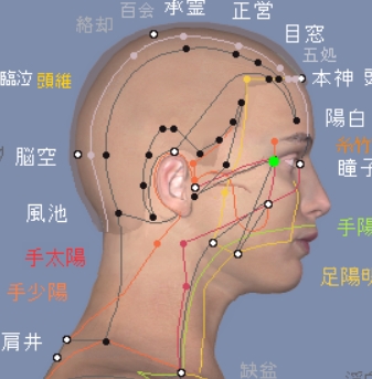 十二経絡図譜電子版』 | 西宮 鍼灸院 | 身体に優しい少数鍼・橋本鍼灸