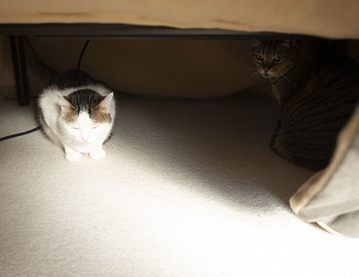 こたつねこ。Kotatsu and Cats. | 私信 まるです。