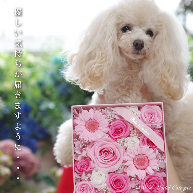 フラワーボックス コロン】 - IPFA本店,IPFA,本店,プリザーブドフラワー