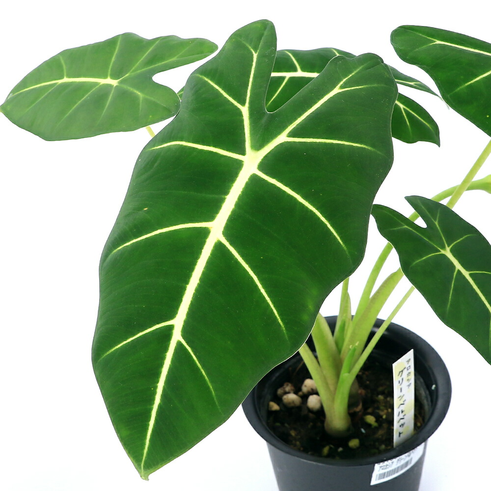 楽天市場】【セール品】アロカシア グリーンバタフライ ねこチップ