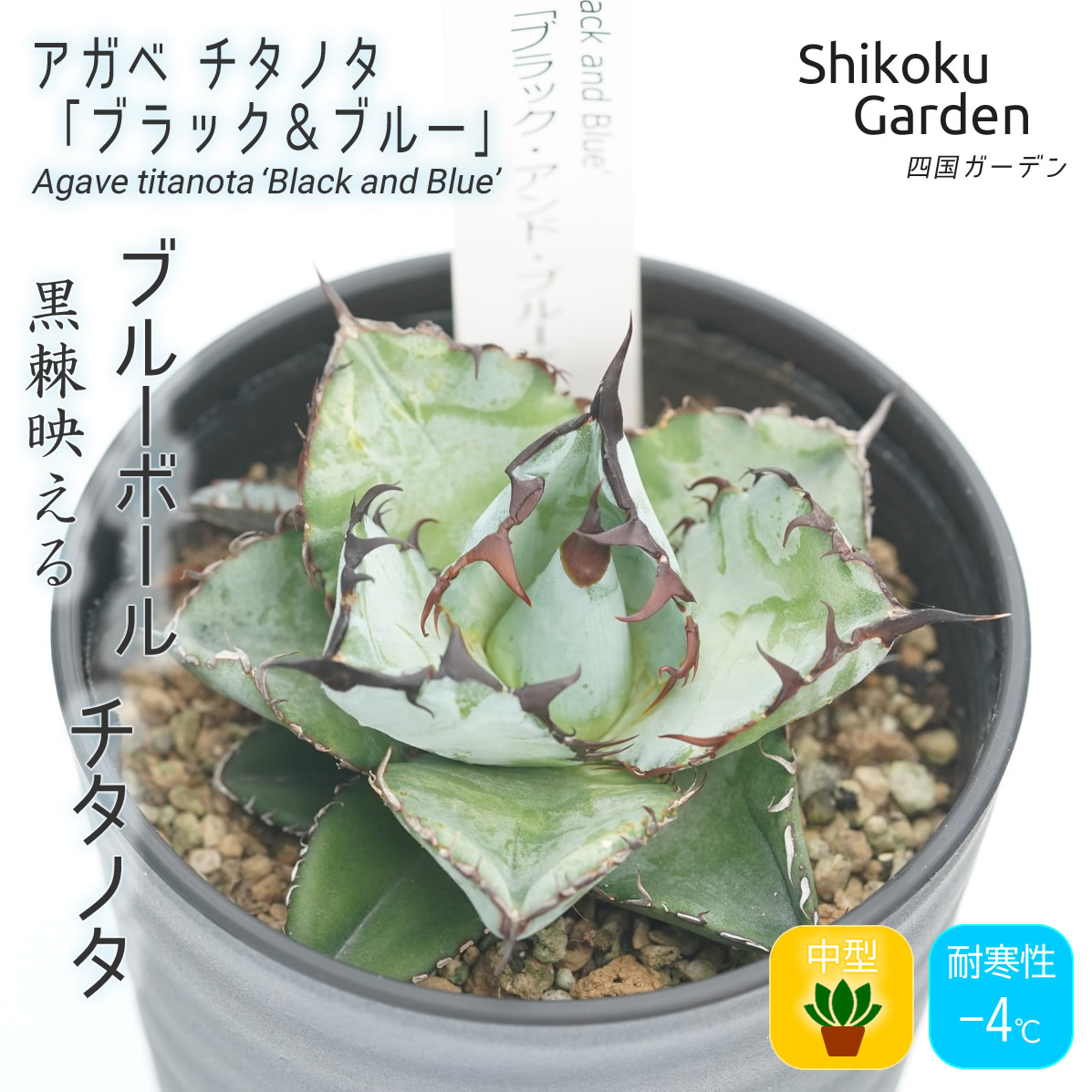 楽天市場】アガベ チタノタ レッドキャットウィーズル(レッドキャット