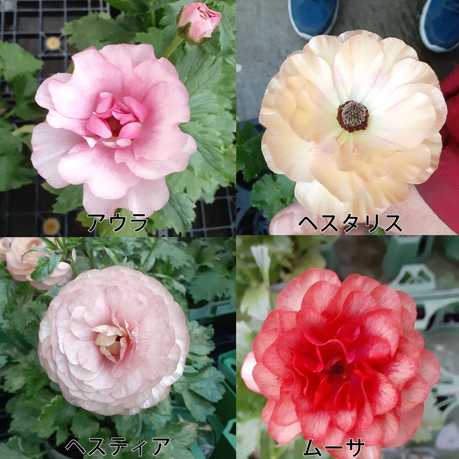 ラナンキュラス ラックス 5号鉢 アウラ エリス ティーバ ジュピター