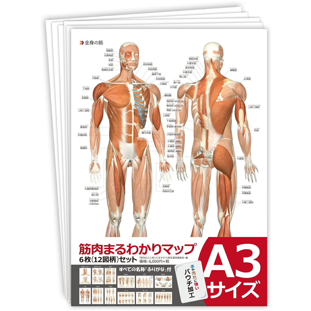 楽天市場】figma 人体模型 ノンスケール ABS&PVC製 塗装済み可動