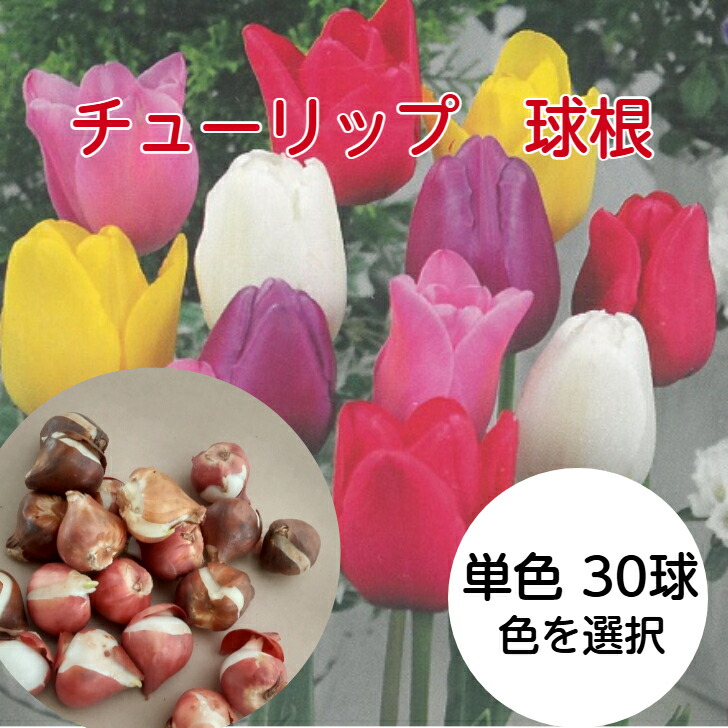 楽天市場】チューリップ三昧50球！おまかせチューリップ5種以上まぜ