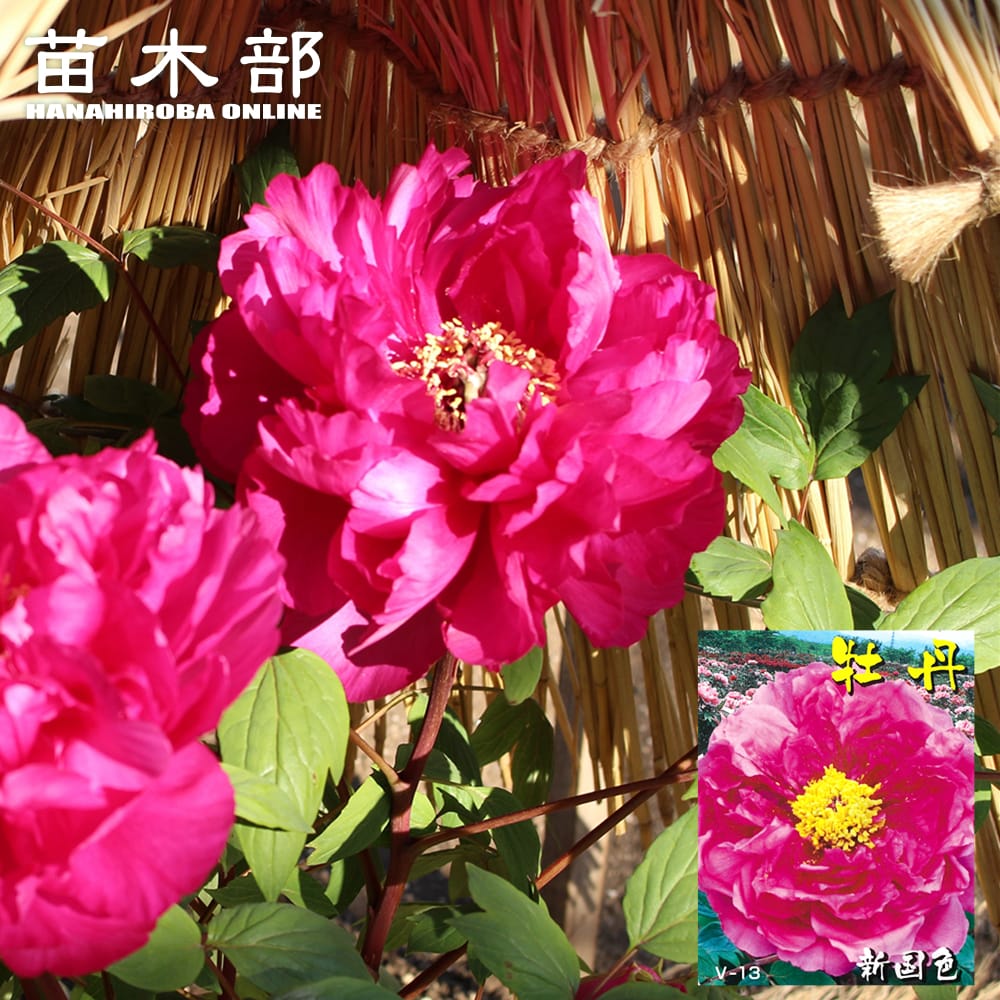 楽天市場】【牡丹】新鎌田（しんかまた）7寸鉢 2年生程度 〜別名「五