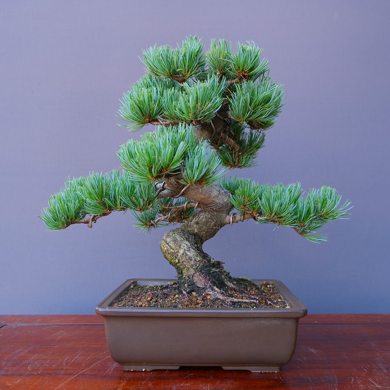 糸魚川真柏貴風盆栽599 樹高鉢込み約470mm 真柏松 【公式通販】