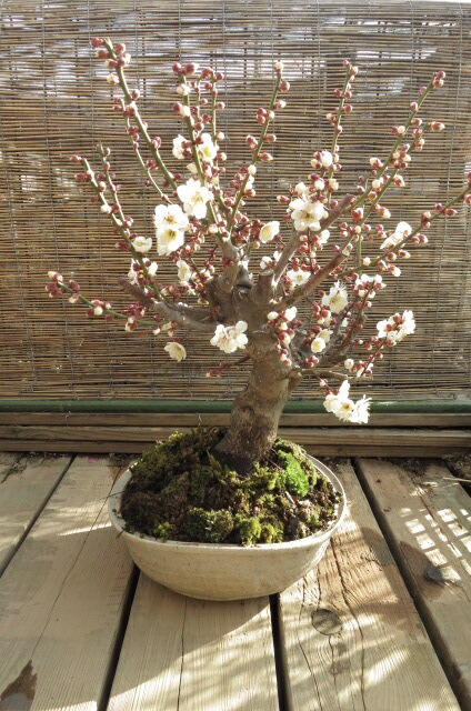 楽天市場】希少日光梅盆栽盆栽 梅2026年花芽有り 【盆栽向き】プラ鉢5