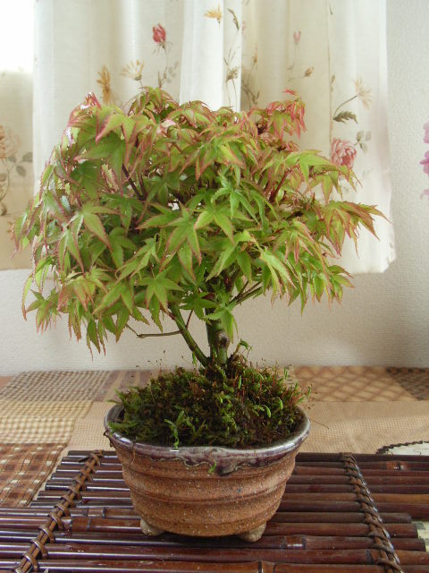 楽天市場】ギフト モミジ盆栽 盆栽【清姫もみじ】と【信楽鉢】 : 園芸