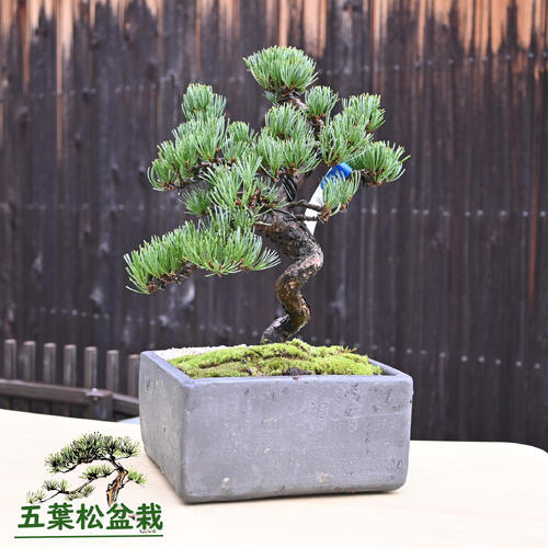 楽天市場】2026年NEW 五葉松盆栽 本格 五葉松 盆栽 縁起のよい木 樹形