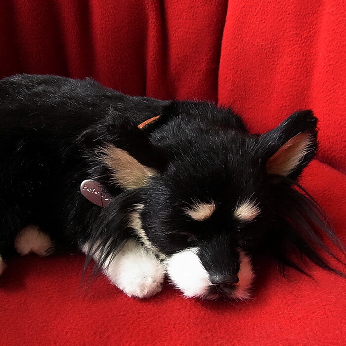 楽天市場】眠るように呼吸する パーフェクトペット (小サイズ) 柴犬