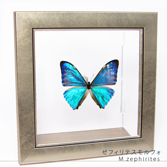 楽天市場】昆虫標本 蝶の標本 ポルティスモルフォ メタリック調ライト