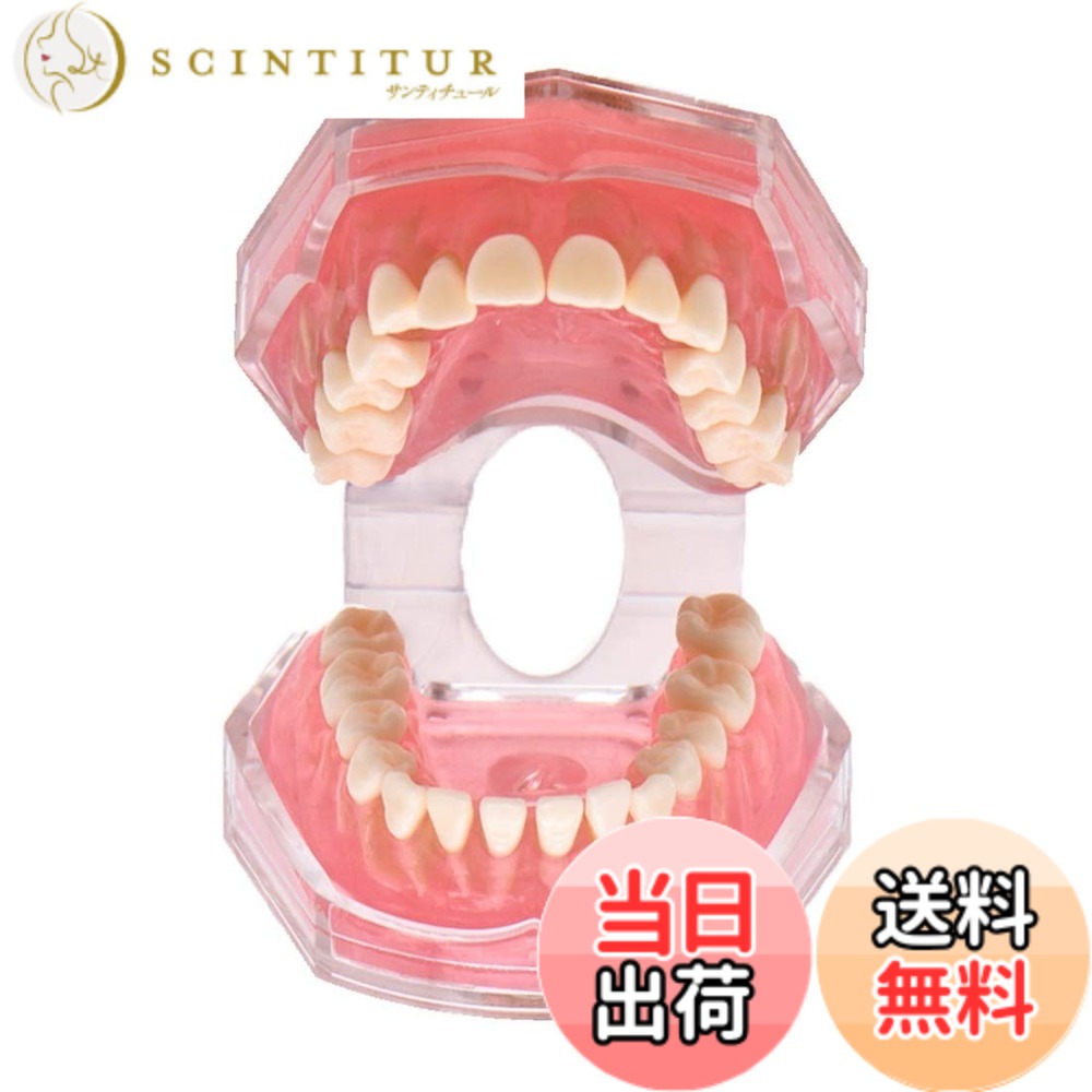 楽天市場】補綴修復用顎模型 (NISSIN DENTAL MODEL) (D16FE-500A(GSF