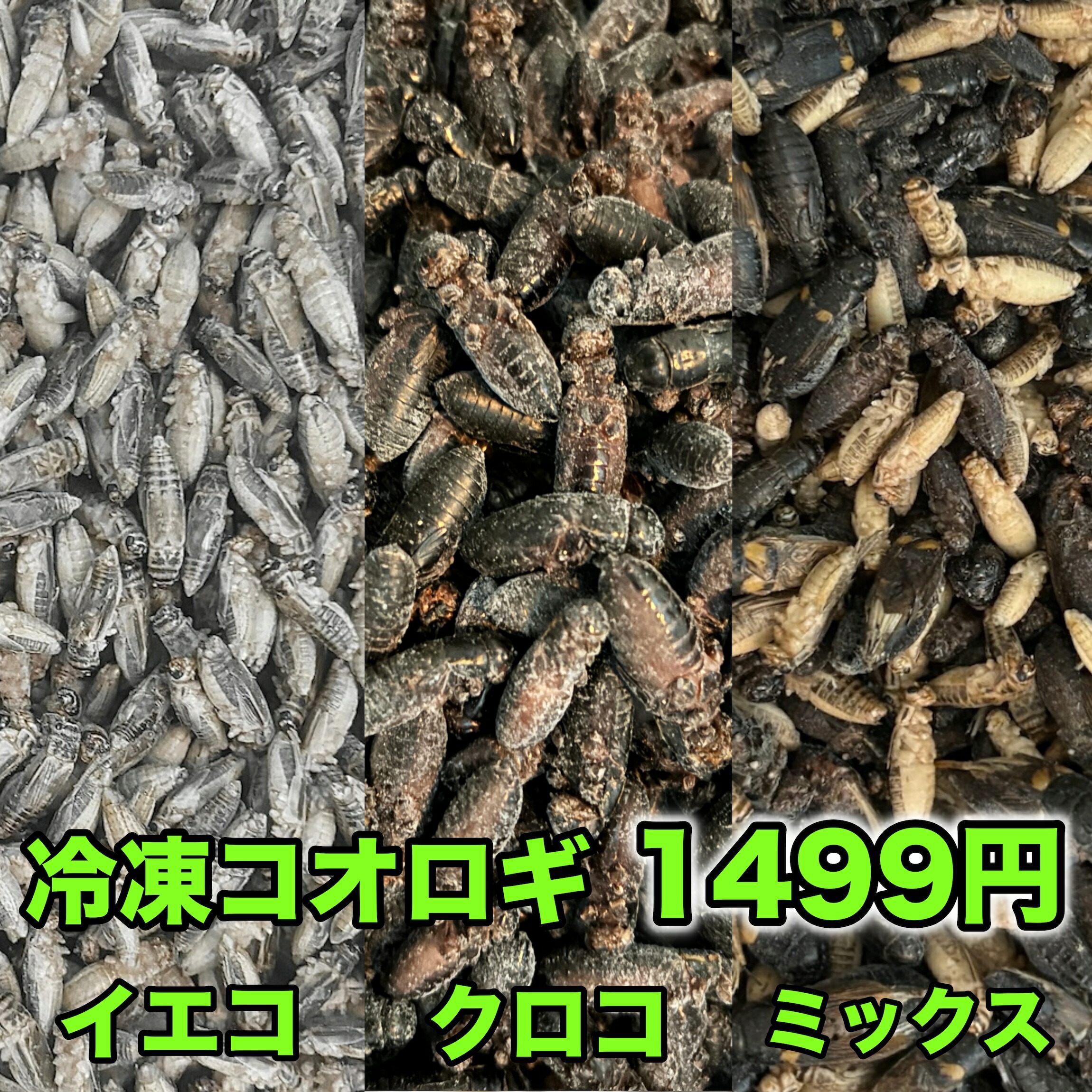楽天市場】【冷凍】冷凍コオロギ 100匹パック（フタホシコオロギ）（T2