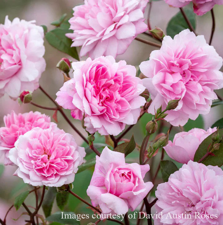 楽天市場】バラ苗 イングリッシュローズ大苗 メアリー・ディレイニー