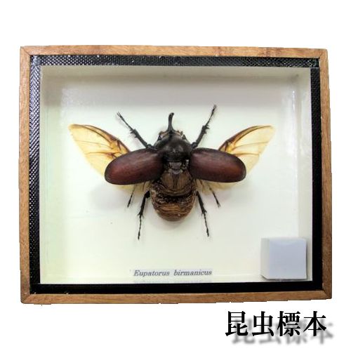 楽天市場】昆虫の標本 ツヤクワガタエレガンス Odontolabis elegans